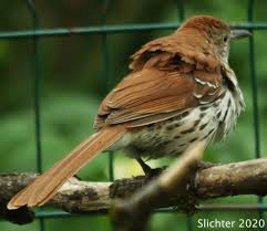 Image result for Toxostoma rufum