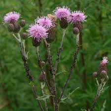 Attēlu rezultāti vaicājumam “Cirsium arvense fruit”