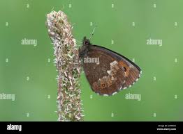 Attēlu rezultāti vaicājumam “Erebia ligea”