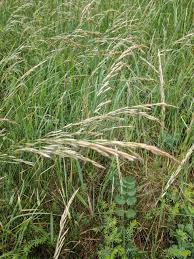 Attēlu rezultāti vaicājumam “Helictotrichon pratense leaf”