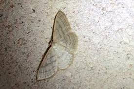 Attēlu rezultāti vaicājumam “Scopula floslactata imago”