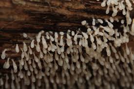 Attēlu rezultāti vaicājumam “Diachea leucopodia”