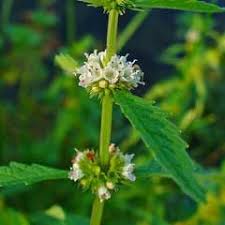 Attēlu rezultāti vaicājumam “Lycopus europaeus flower”
