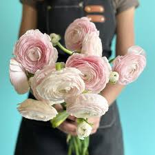 Attēlu rezultāti vaicājumam “Ranunculus elatior”