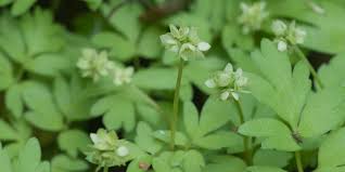 Attēlu rezultāti vaicājumam “Adoxa moschatellina”