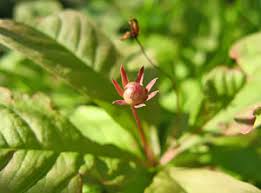 Attēlu rezultāti vaicājumam “Oenothera rubricauli bud”