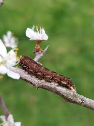 Attēlu rezultāti vaicājumam “Cerastis rubricosa”