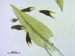 Attēlu rezultāti vaicājumam “Pohlia annotina”