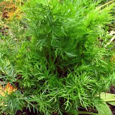 Image result for Carum carvi