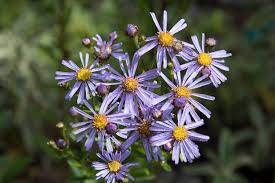 Image result for Aster amellus
