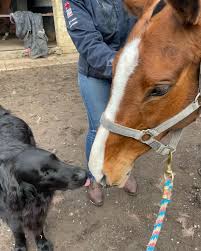 Image result for White Rose Polo Club