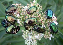 Attēlu rezultāti vaicājumam “Cetonia aurata imago”