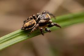 Attēlu rezultāti vaicājumam “Evarcha falcata male”