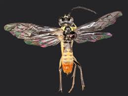 Attēlu rezultāti vaicājumam “Tenthredo scrophulariae exuvia”