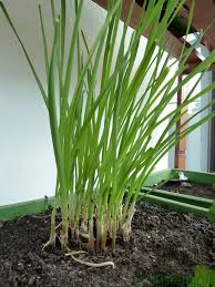 Image result for Schnittknoblauch