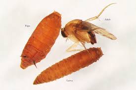 Attēlu rezultāti vaicājumam “Phoridae”