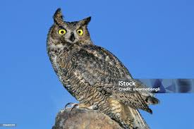 Attēlu rezultāti vaicājumam “Bubo bubo adult”