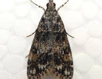 Attēlu rezultāti vaicājumam “Eudonia lacustrata”