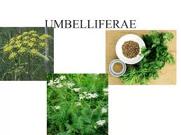 Attēlu rezultāti vaicājumam “Umbelliferae”