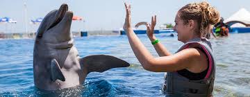 Image result for Adventure Dolphin