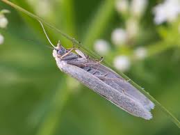 Attēlu rezultāti vaicājumam “Eana argentana”