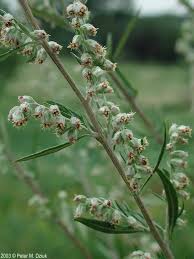 Image result for Artemisia vulgaris