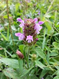 Attēlu rezultāti vaicājumam “Prunella vulgaris flower”