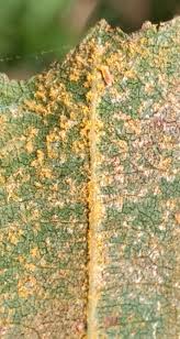 Attēlu rezultāti vaicājumam “Melampsoridium sp.”