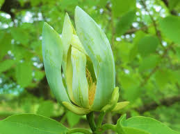 Attēlu rezultāti vaicājumam “Magnolia acuminata bud”