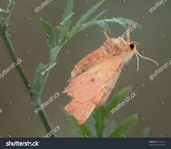 Attēlu rezultāti vaicājumam “Ennomos autumnaria”