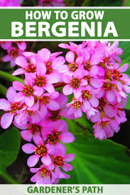 Attēlu rezultāti vaicājumam “Bergenia crassifolia flower”