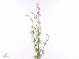 Attēlu rezultāti vaicājumam “Consolida regalis flower”