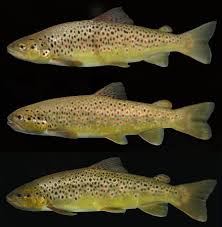 Image result for Salmo trutta trutta