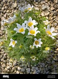 Image result for Pulsatilla