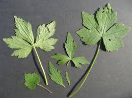 Attēlu rezultāti vaicājumam “Ranunculus repens leaf”