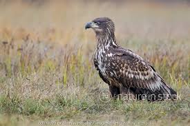 Attēlu rezultāti vaicājumam “Haliaeetus albicilla”