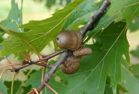 Attēlu rezultāti vaicājumam “Quercus rubra fruit”