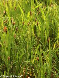 Attēlu rezultāti vaicājumam “Carex pilosa flower”