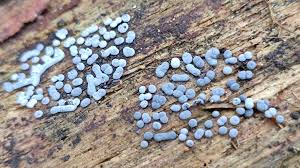 Attēlu rezultāti vaicājumam “Didymium aggregatum”