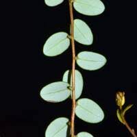 Attēlu rezultāti vaicājumam “Oxycoccus microcarpus leaf”