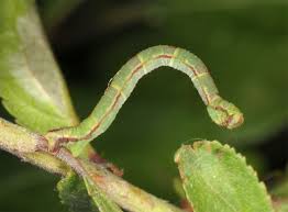 Attēlu rezultāti vaicājumam “Eupithecia exiguata”