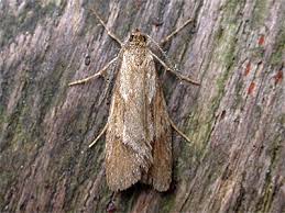 Attēlu rezultāti vaicājumam “Diurnea lipsiella male”