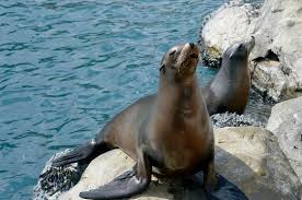 Image result for Zalophus californianus