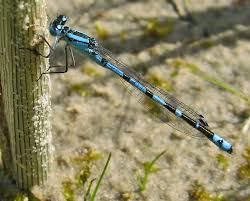 Attēlu rezultāti vaicājumam “Sacchiphantes abietis exuvia”