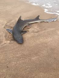 Image result for Mustelus palumbes