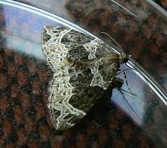 Attēlu rezultāti vaicājumam “Ecliptopera silaceata”