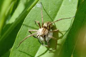 Attēlu rezultāti vaicājumam “Pisaura mirabilis female”