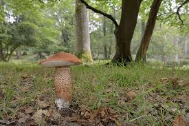 Attēlu rezultāti vaicājumam “Leccinum aurantiacum”