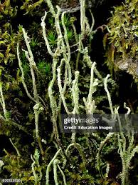 Attēlu rezultāti vaicājumam “Cladonia coniocraea”