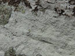 Attēlu rezultāti vaicājumam “Opegrapha rufescens”